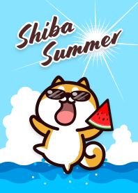 柴犬の夏