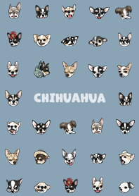 chihuahua2 / pale blue