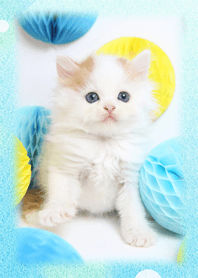 癒し子猫♪涼風子猫の夏