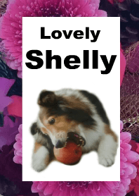 可愛いシェルティ " SHELLY "