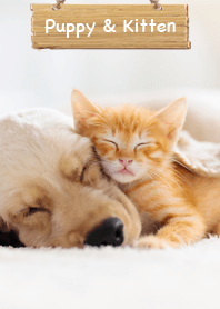 超カワイイ！子犬と子猫が仲良くお昼寝♪