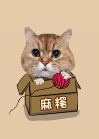 Mochi cat