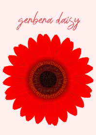 gerbera daisy(brown&red)