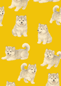 Alaskan Malamute puppy2 yellow