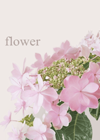 爽やかなあじさいの花・4