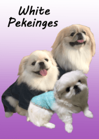 White Pekeinges