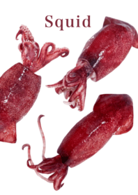 Flesh Baby squid 16