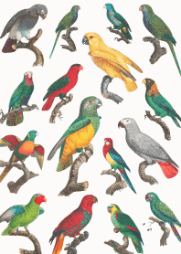 ภาพประกอบนกแก้วสุดน่ารัก22