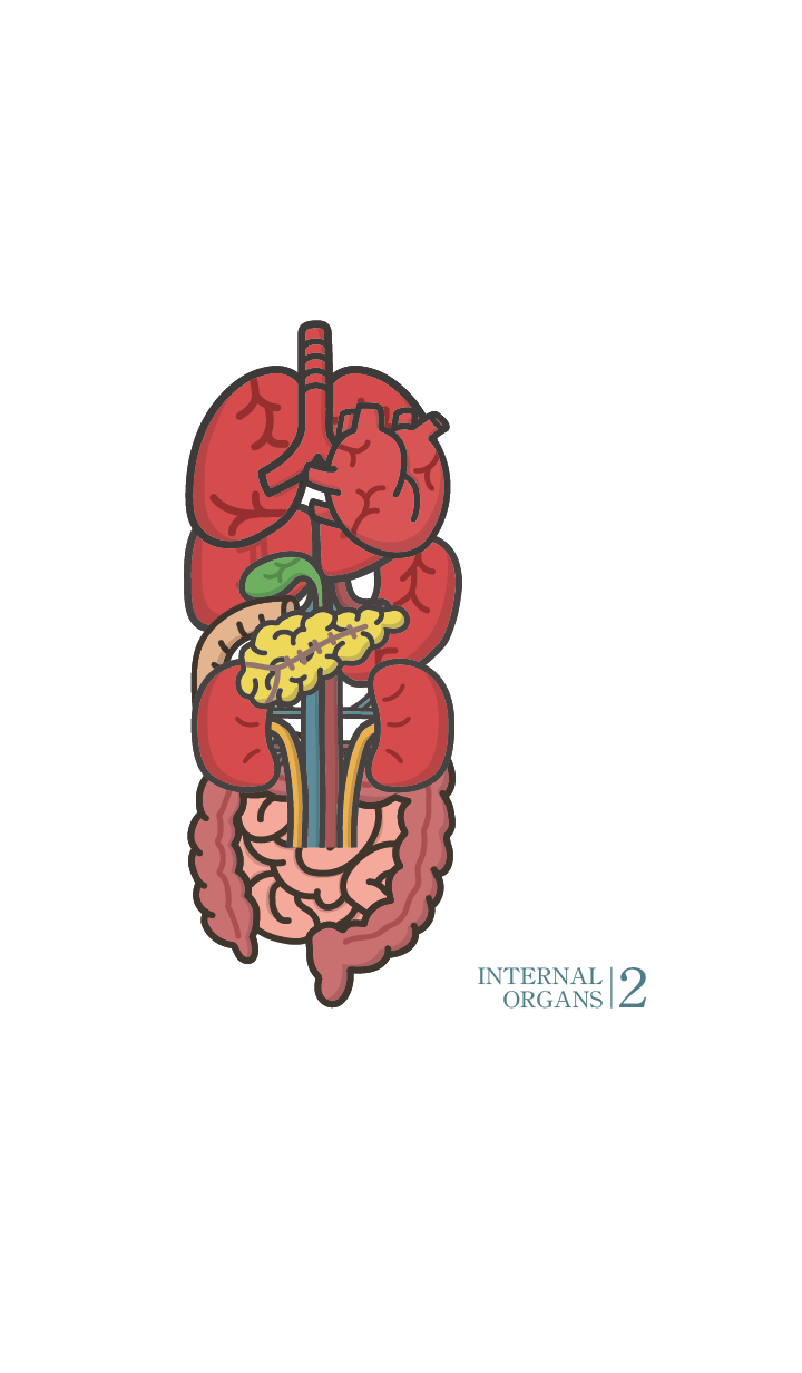 INTERNAL ORGANS 2