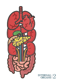 INTERNAL ORGANS 2