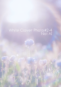 White Clover Photo#2-4Not AI
