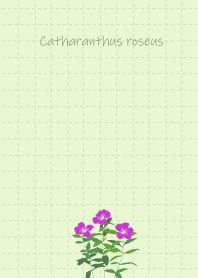 July's birth flower,Catharanthus roseus