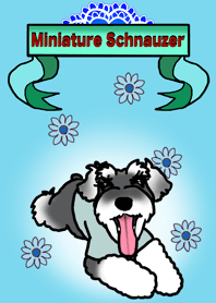 Kohaku the Miniature Schnauzer