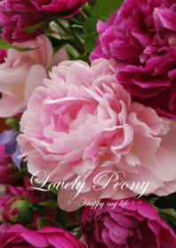 Lovely Peony