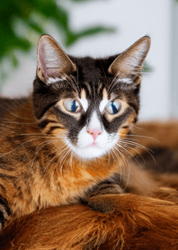 nyanko great runaway#buvg27