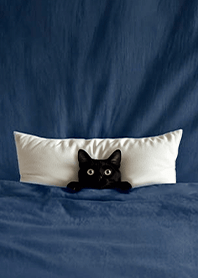 Fun playful cat  blanket-Black Cat1.6