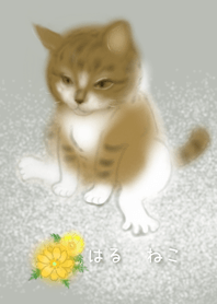 猫と福寿草 ー 早春