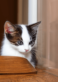 Cats run wild #DCNN28.