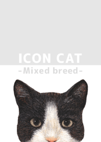 ICON CAT - Mixed breed cat - GRAY/03