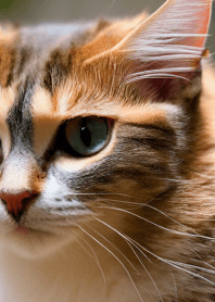 Cats Run Wild #CIWN011