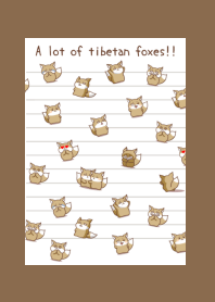 A lot of tibetan foxes notej-BROWN