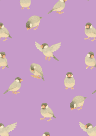 I am a Java sparrow2 on light purple