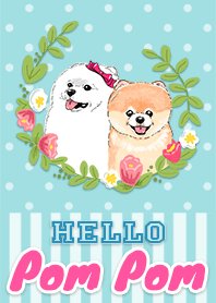 你好 博美犬