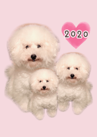 ふわふわトイプードル#2020