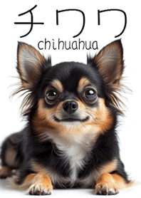 chihuahua2