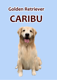 Theme Golden Retriever Caribu