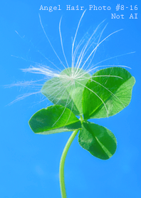 Angel Hair Photo #8-16Not AI