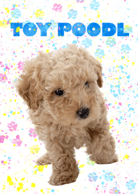 Cute dogcat Toy poodle
