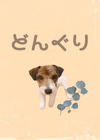 どんぐりの着せ替え