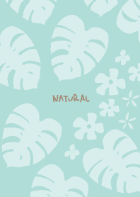 Monstera White random14 Japan