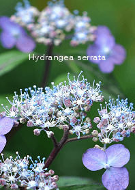 Sanyaso series, Hydrangea serrata