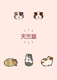 私の仮想モルモット(桜パウダー)