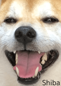 柴犬の日常8【どアップ】