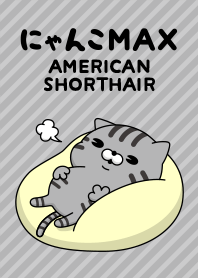 にゃんこMAX（アメショー）