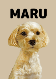 Dog Maru-chan (Photo)02