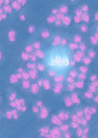 幻想樱花＃DT120。