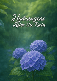 Hydrangeas After the Rain