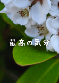 潔白花朵與翠綠