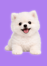 White Pomeranian Plush Purple 01