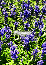 Flower-花03