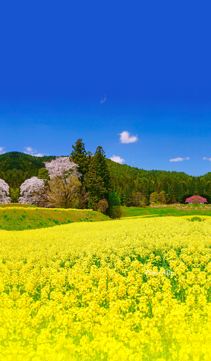 Canola flower blooming on rice terraces