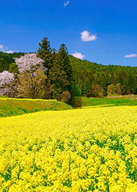 Canola flower blooming on rice terraces