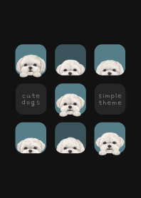 DOGS - Maltese Dog - CLASSY BLUE