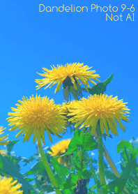 Dandelion Photo 9-6Not AI