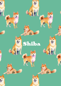 Cute Shiba on blue green