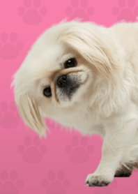 白色京巴主題 Pink 01